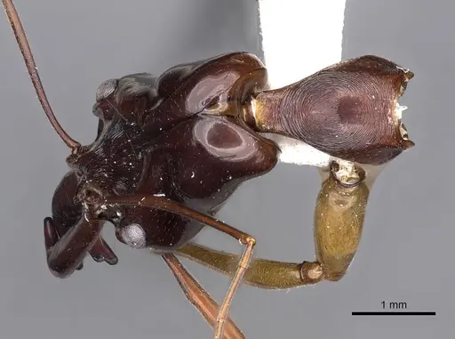 Odontomachus mormo specimen