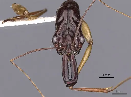 Odontomachus mormo specimen