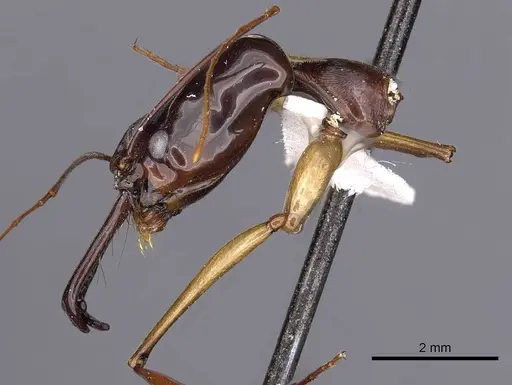 Odontomachus mormo specimen