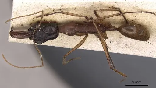 Odontomachus nigriceps specimen