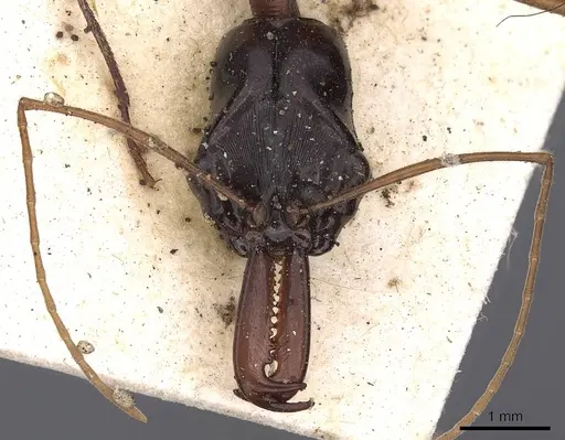 Odontomachus nigriceps specimen