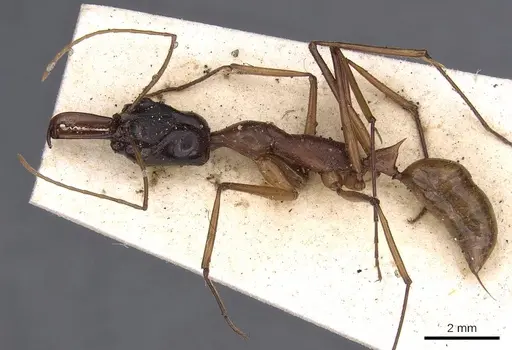 Odontomachus nigriceps specimen
