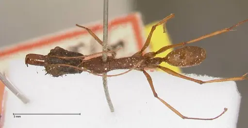 Odontomachus nigriceps - FOCOL0581