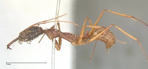 Odontomachus nigriceps - FOCOL0581