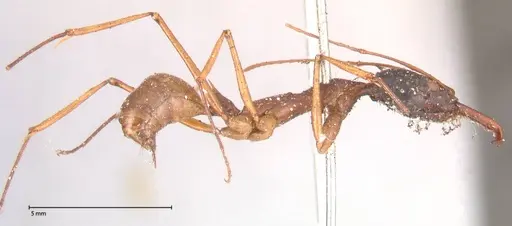 Odontomachus nigriceps - FOCOL0581