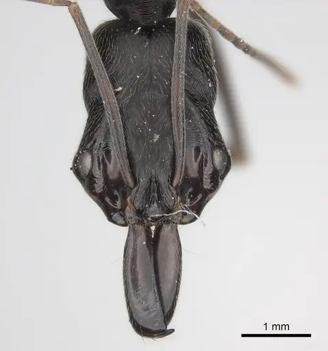 Odontomachus opaciventris specimen