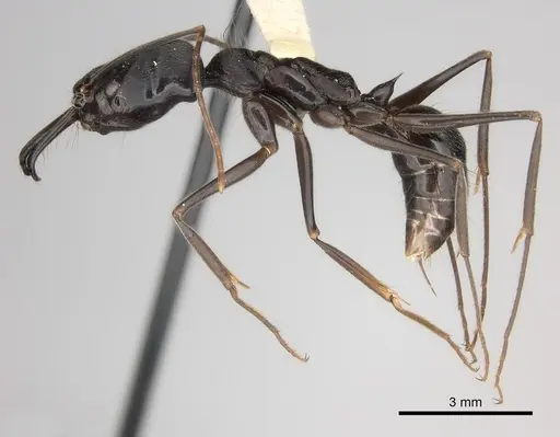 Odontomachus opaciventris specimen