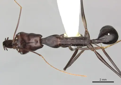 Odontomachus opaculus specimen