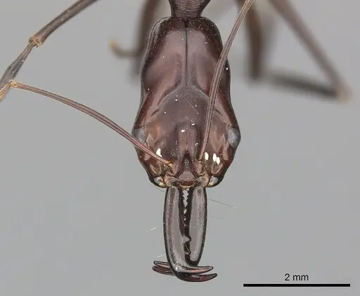 Odontomachus opaculus specimen