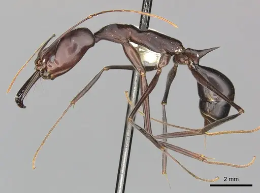 Odontomachus opaculus specimen