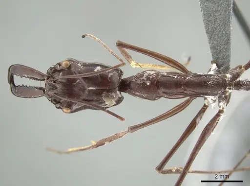 Odontomachus opaculus - CASENT0650187