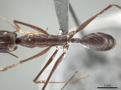 Odontomachus opaculus - CASENT0650187