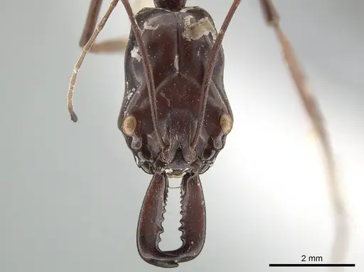 Odontomachus opaculus - CASENT0650187