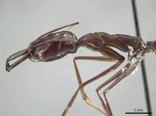Odontomachus opaculus - CASENT0650187