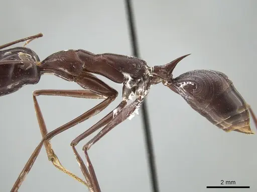 Odontomachus opaculus - CASENT0650187
