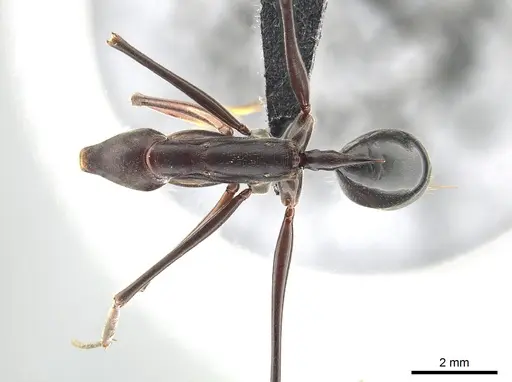 Odontomachus opaculus - CASENT0650352