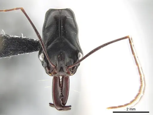 Odontomachus opaculus - CASENT0650352