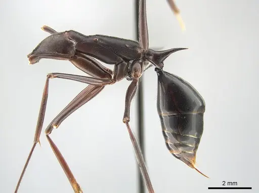 Odontomachus opaculus - CASENT0650352
