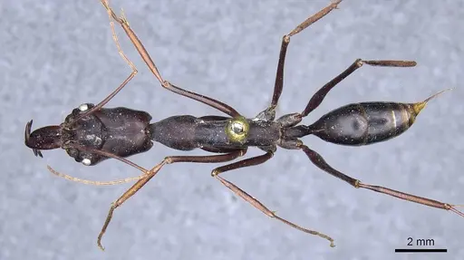 Odontomachus opaculus - CASENT0905745