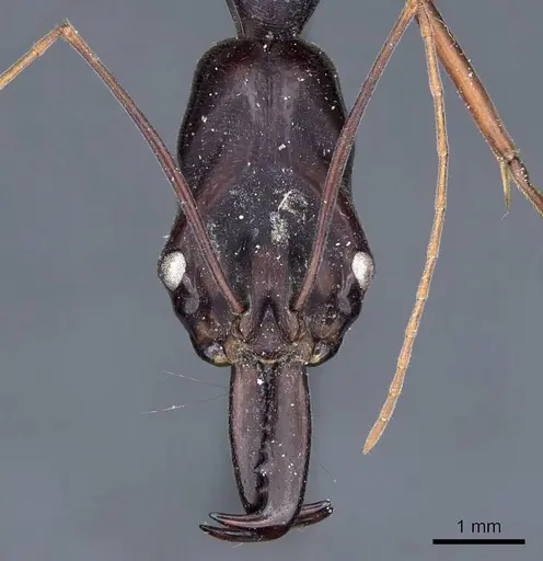 Odontomachus opaculus - CASENT0905745