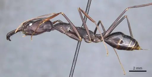 Odontomachus opaculus - CASENT0905745