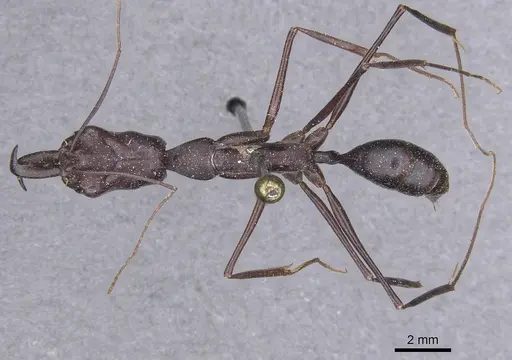 Odontomachus opaculus - CASENT0915244