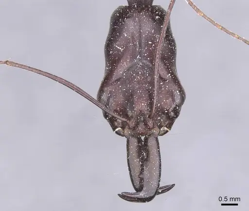 Odontomachus opaculus - CASENT0915244