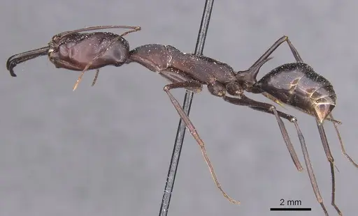 Odontomachus opaculus - CASENT0915244