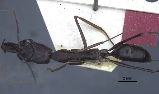 Odontomachus opaculus - CASENT0916849