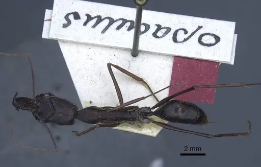 Odontomachus opaculus - CASENT0916849