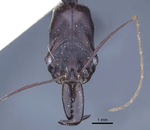 Odontomachus opaculus - CASENT0916849