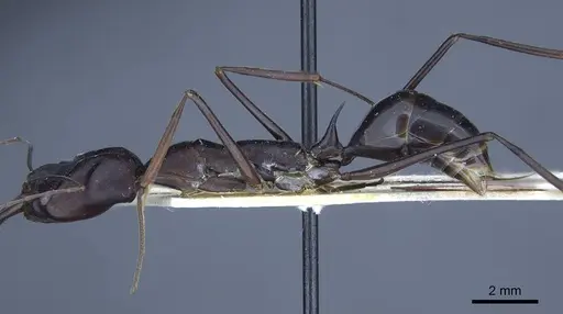 Odontomachus opaculus - CASENT0916849