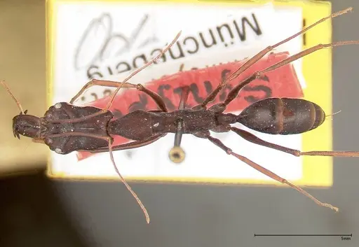 Odontomachus opaculus - FOCOL0324