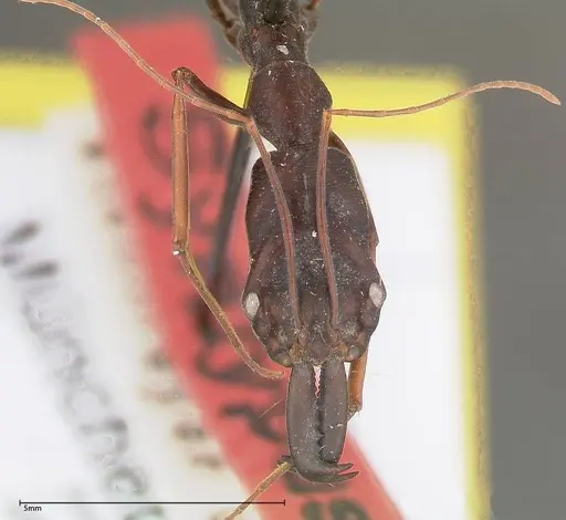 Odontomachus opaculus - FOCOL0324