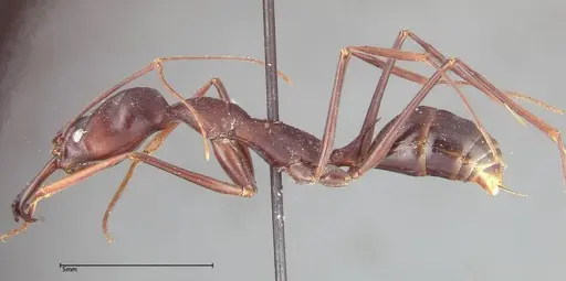 Odontomachus opaculus - FOCOL0324