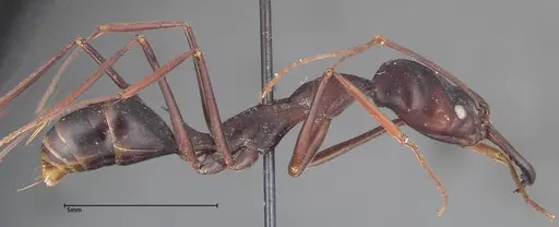 Odontomachus opaculus - FOCOL0324