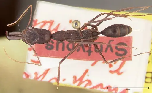 Odontomachus opaculus - FOCOL0325