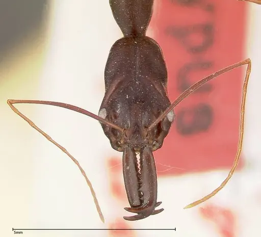 Odontomachus opaculus - FOCOL0325