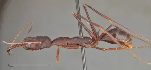 Odontomachus opaculus - FOCOL0325