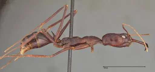 Odontomachus opaculus - FOCOL0325