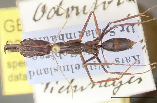 Odontomachus opaculus - FOCOL0326