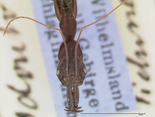 Odontomachus opaculus - FOCOL0326