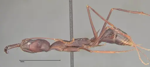 Odontomachus opaculus - FOCOL0326