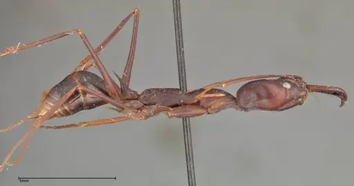 Odontomachus opaculus - FOCOL0326