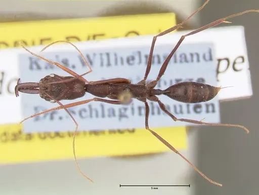 Odontomachus opaculus - FOCOL0407