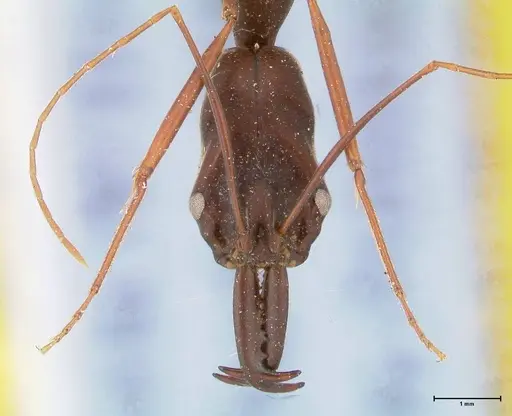 Odontomachus opaculus - FOCOL0407