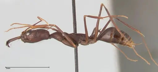 Odontomachus opaculus - FOCOL0407