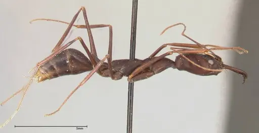 Odontomachus opaculus - FOCOL0407