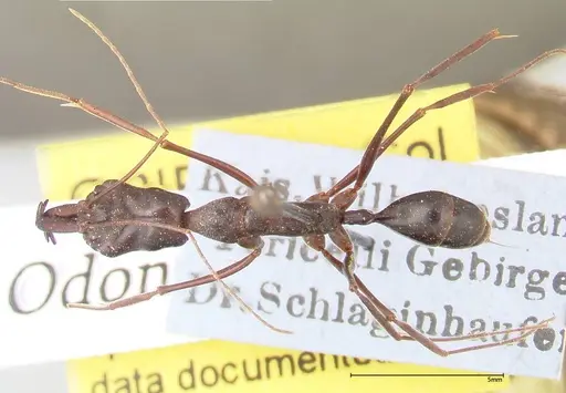 Odontomachus opaculus - FOCOL0408