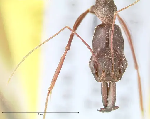 Odontomachus opaculus - FOCOL0408